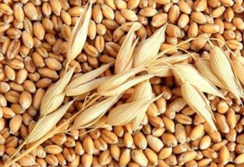 Бидайдың жаңа сорты пайда болды