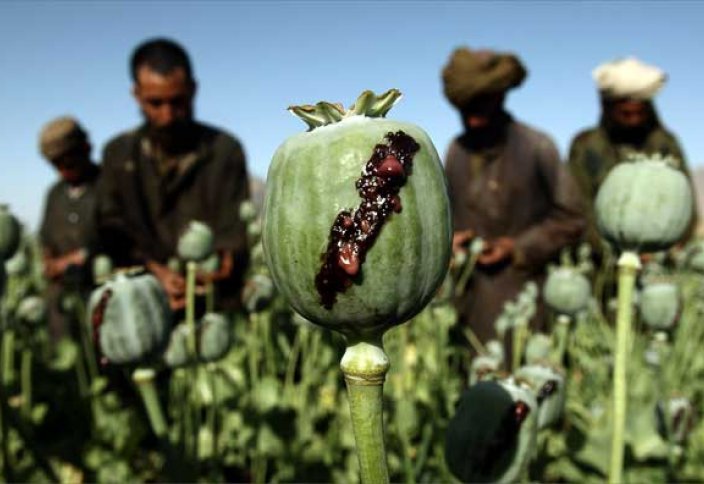 В Афганистане приняли фетву, запрещающую выращивать мак