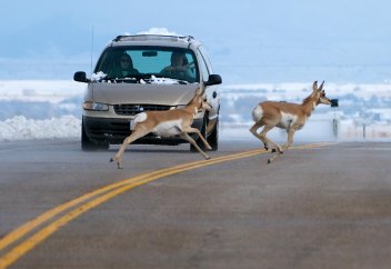 Климат өзгерісі мен азық-түлікке сұраныс биологиялық түрлердің тіршілік ету ортасын 80 жылдың ішінде 23%-ға тарылтады