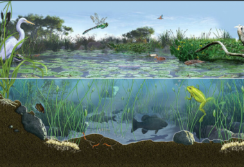 Экологиялық сауат ашу: Жердегі тіршілік үшін судың маңызы қандай?  Экожүйе деген не?