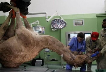 Әлемде түйе емдейтін алғашқы аурухана ашылды