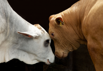 Британ билігінің жануарларды қорғаудың өзгеше шарасы