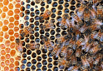 Табиғи балды жасанды балдан ажырату