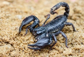 Шаянның уы бірнеше ауруға ем