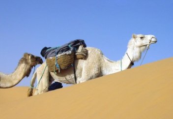 Верблюды Персидского залива - носители опасного вируса, передающегося человеку