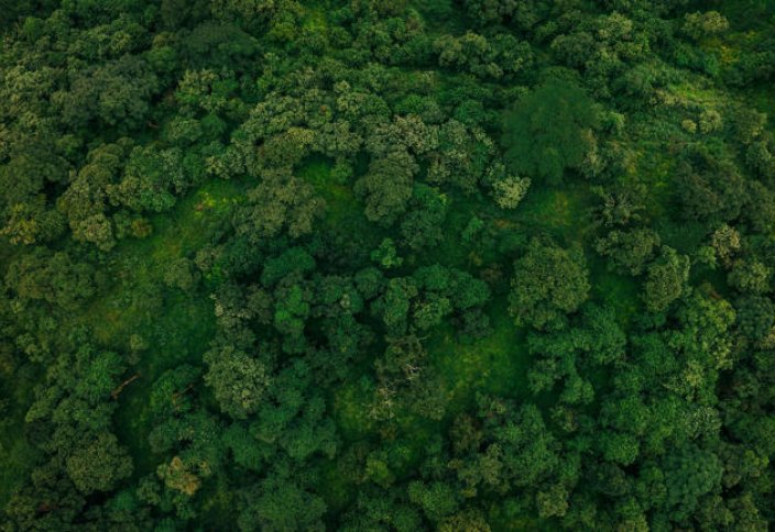 «Зеленая волна» Эфиопии: наследие единства, стойкости и охраны окружающей среды