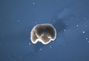 Тұңғыш рет жаны бар робот жасалды (фото+видео)