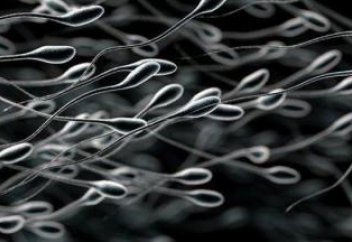 Сперматозоидтің қозғалу сыры ашылды