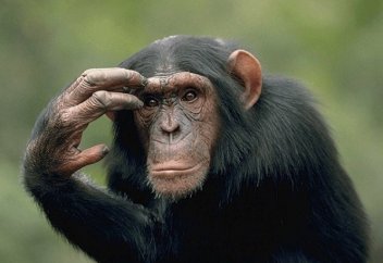 «Адам әлде маймыл: біз қайсысынан тарадық?»