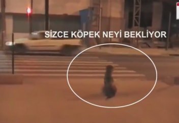 Мына ит жол бойында ұзақ тұрды. Неге екенін білесіз бе?