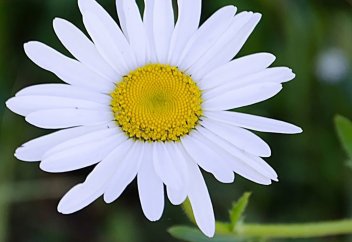 Цветок Пророка ﷺ - Фатима رضي الله عنها (первая часть)