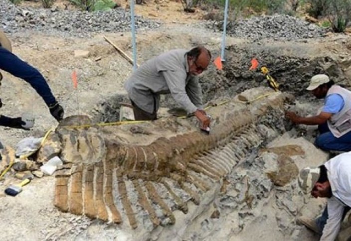 Удивительная находка – самая крупная рептилия до эры динозавров