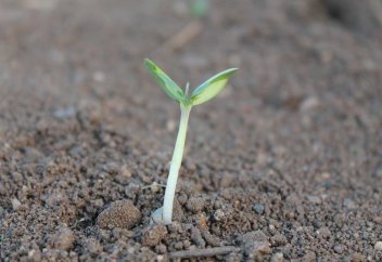 Разные: Как почва самоочищается от загрязнения