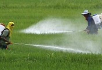 Көкөніс, алма, құлпынай мен жүзім құрамында пестицидтер көп