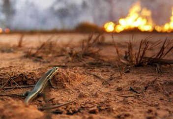 Азық үшін миллиондаған жабайы жануар опат болуда