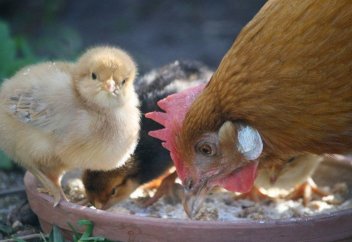 Оценена возможность передачи птичьего гриппа от человека к человеку