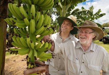 Генетически модифицированные бананы впервые одобрили к употреблению