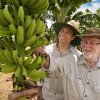 Генетически модифицированные бананы впервые одобрили к употреблению