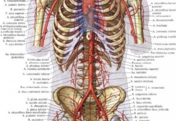 55 самых интересных фактов о человеческом теле