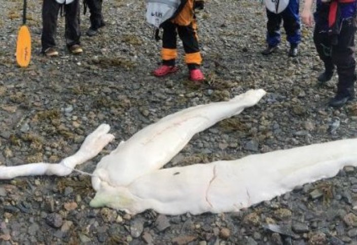 На берег Аляски выбросило неизвестного монстра из глубин (фото)