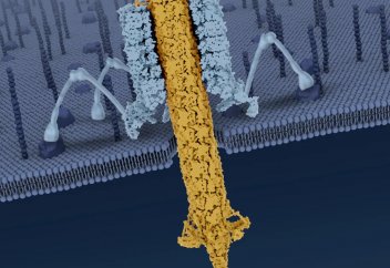 Бактерияның «өздігінен оталатын зымыраны» бар болып шықты
