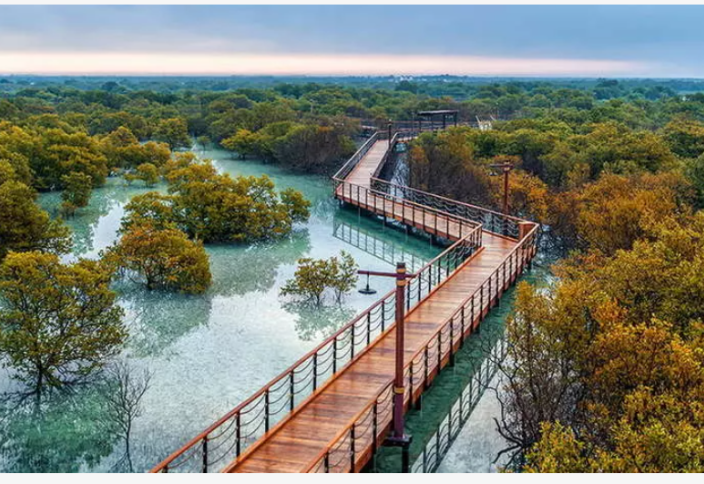 В ОАЭ высадят 100 млн мангровых деревьев