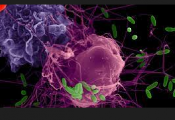 Бактерияның антибиотикке төзімділігінің тағы бір сыры ашылды