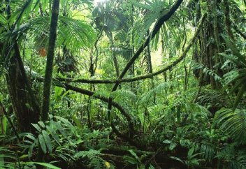 Тропикалық өсімдіктердің үштен бірі жойылудың алдында тұр