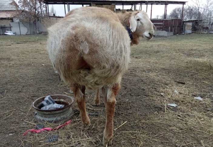 Қой етін қай елдерге қанша доллардан экспорттауға болады?