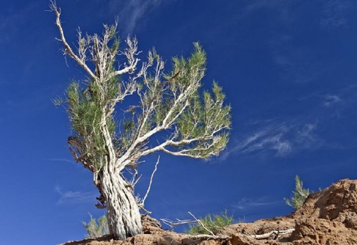 После запрета на вырубку саксаула площадь лесов выросла в Жамбылской области