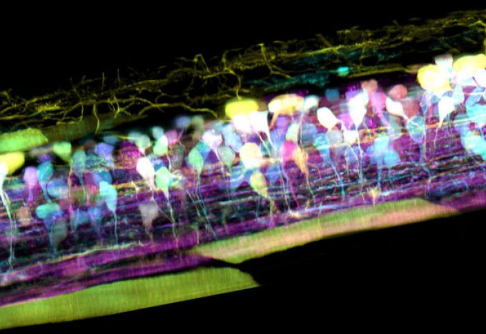 Новый микроскоп снимает 3D-видео на клеточном уровне внутри живых тканей (видео)