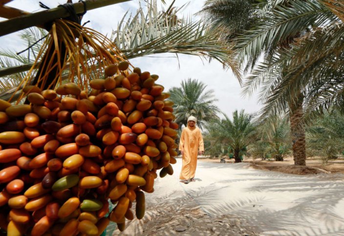 Финиковая пальма включена в список культурного наследия ЮНЕСКО