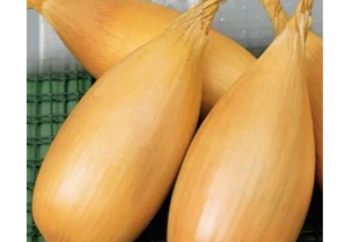 Украиналық ғалымдар түсімі мол пияздың жаңа сортын шығарды