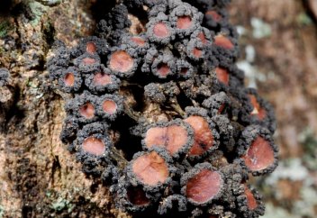В Африке нашли десятки новых видов лишайников
