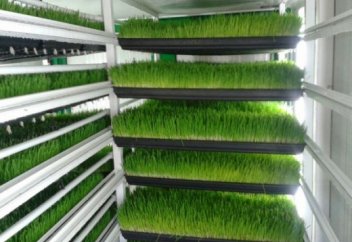 Енді топырақсыз-ақ жем-шөп өндіруге болады