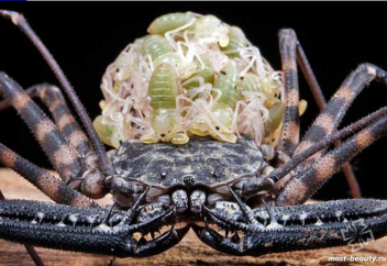 Фрины: классификация, описание, фото и факты