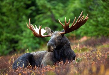 Рога животных — это огромная раковая опухоль
