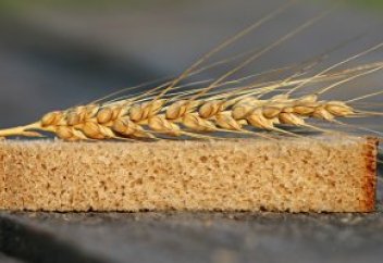 Жаңа технология бидай тапшылығының алдын алуға көмектеседі