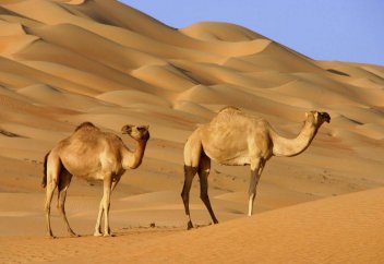 Неге Пайғамбарымыз "Түйе етін жегендер дәрет алып келсін" деген?