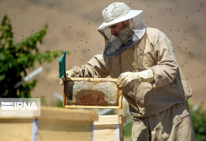 Разные: Иран является четвертым по величине производителем меда в мире
