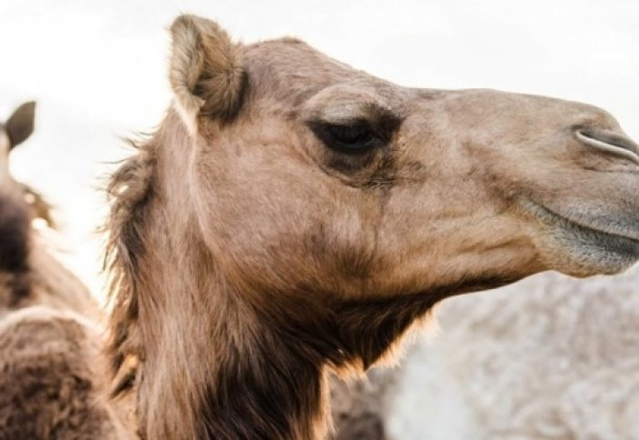 Не только «корабль пустыни»: почти 6000 слов о верблюдах в арабском языке. Парикмахер для корабля пустыни