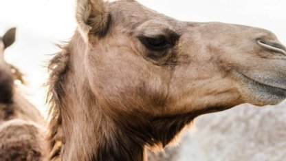 Не только «корабль пустыни»: почти 6000 слов о верблюдах в арабском языке. Парикмахер для корабля пустыни