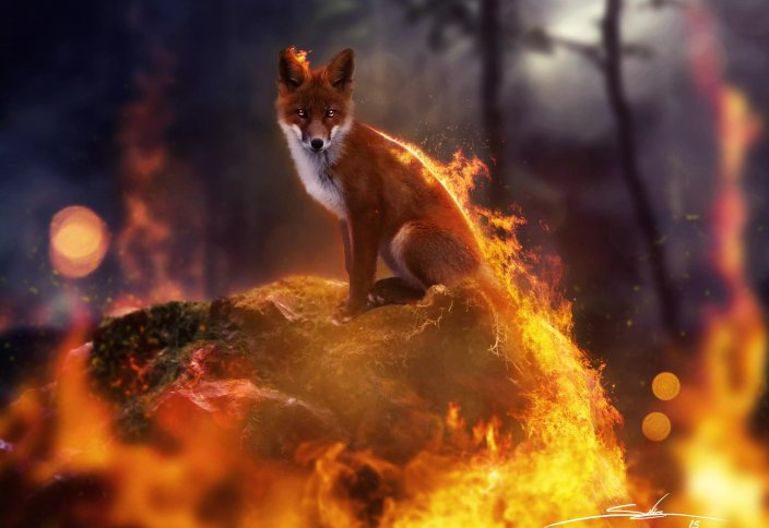 Будущие пожары угрожают 4 400 видам во всем мире