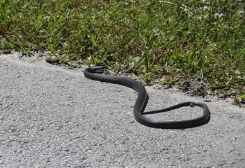 Түсінде жылан көрсе, ол нені білдіреді?