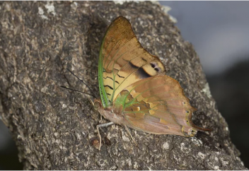Ең агрессивті көбелек (фото)