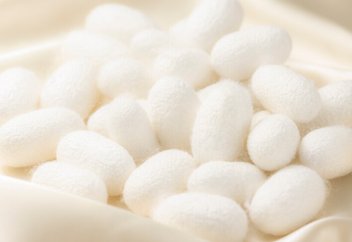 Ғалымдар нейрондарды жібекпен қалпына келтірудің жолын тапты