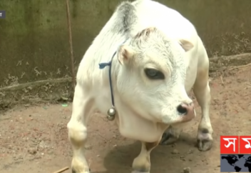 В Бангладеш умерла самая маленькая корова в мире (видео)