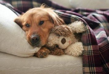 Үйде ит асырауға қатаң тыйым салынды