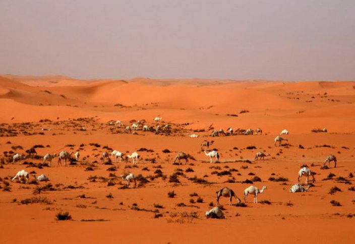 Саудия азық-түлік қауіпсіздігін қамтамасыз ету үшін Африка елдеріне бәс тігіп отыр