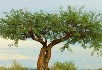 "Шайтан ағашы" әлемге қауіп төндіріп тұр (фото)